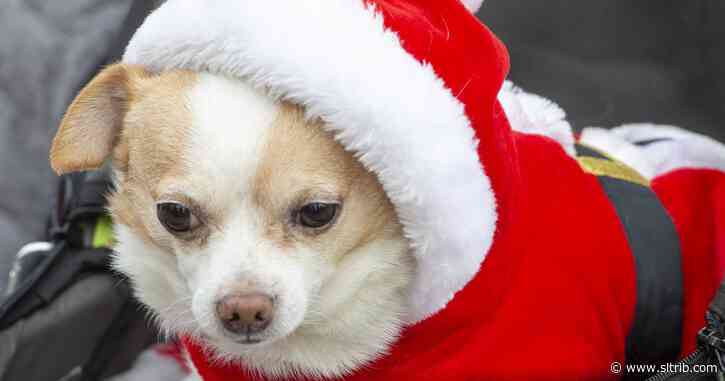 Commentary: Atheists prefer cats, Christians love dogs, study shows