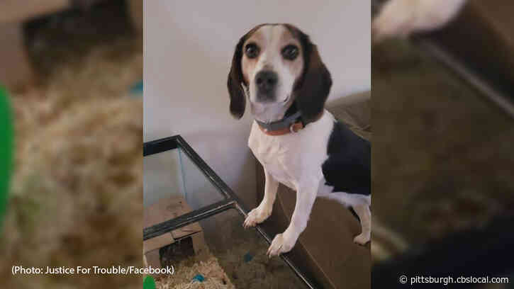 Police: Ohio Woman’s Missing Dog Found Decapitated In Her Backyard