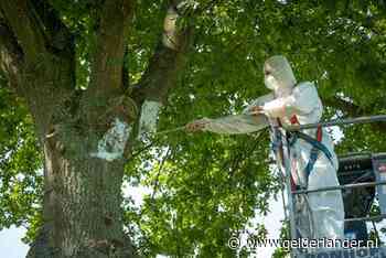 Veenendalers gezocht die nestkastjes timmeren tegen de eikenprocessierups