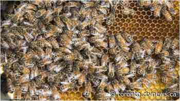 Police seek suspects after 13 bee hives go missing near Chatham, Ont.