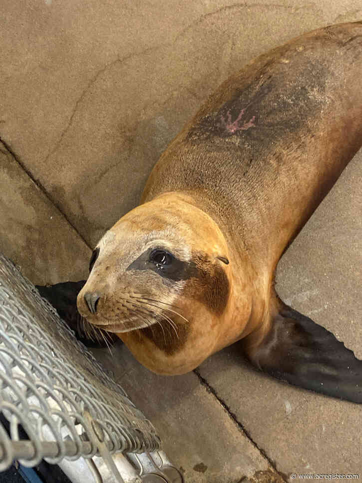 Federal law enforcement officials are investigating another sea lion shooting