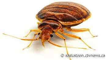 Here’s where Saskatoon ranks on national bed bug list