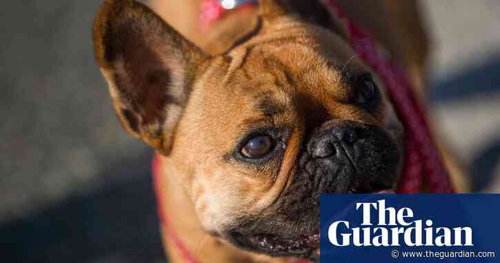 AOC finds her perfect puppy – which other politicians have found theirs?