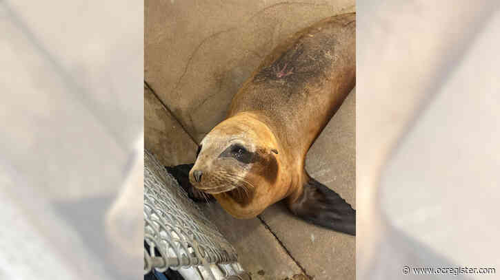 Law enforcement investigating shooting of sea lion found in Newport