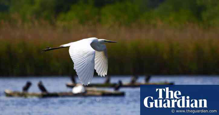 Birdwatch: treasured moments as the day, and year, closes