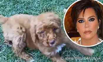 Kris Jenner is accused of getting VIP access after she RESCUES a puppy