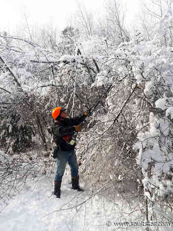 Timber! Fallen trees yield unhappy snowmachine trails