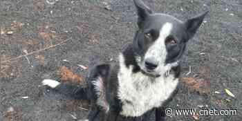 Patsy the dog saves sheep from Australian fires: 'You little champion'     - CNET