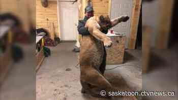 Colossal cougar trapped near Meadow Lake, Sask.