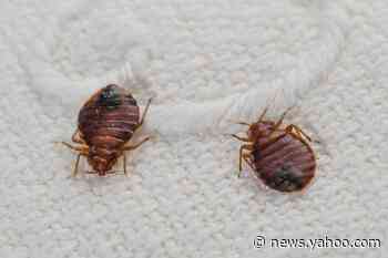 Pill bottles full of bedbugs found in Walmart jacket, men’s department prompt investigation