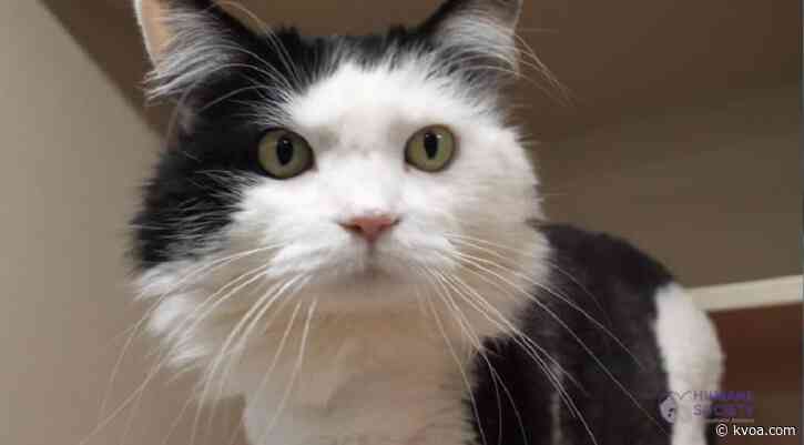 Adopt This Pet: Meet Oreo!