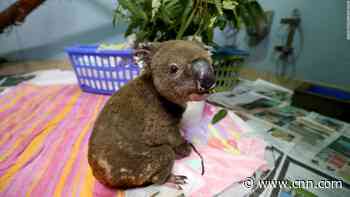 Millions of animals are dying from the Australia fires