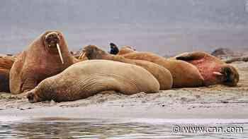 Vikings disappeared from Greenland due to over-hunting walrus, study suggests