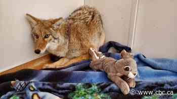'Famous coyote patient' returns to wild after driver who thought he'd hit a dog picked it up