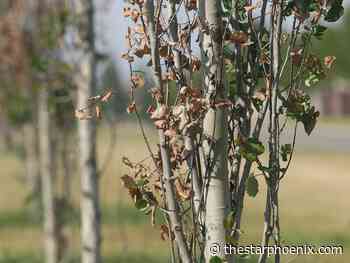 Canadian Light Source opens national tree research project to students