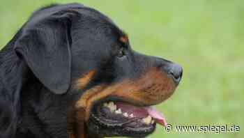 Wesel: Freilaufender Rottweiler verletzt Zehnjährigen schwer