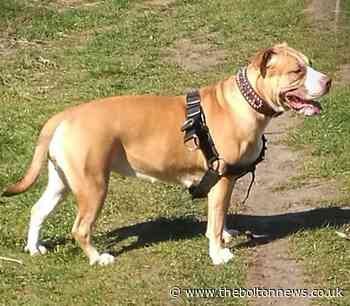 'Death sentence dog' saved by judge days before it was due to be destroyed