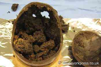 Secrets of 2,600-year-old Heslington brain preservation unlocked