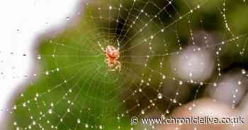 What are cobwebs and how to get rid of them when cleaning your home