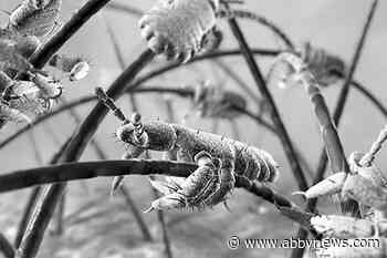 How to treat head lice: the do’s, dont’s, and facts