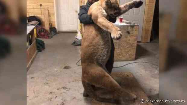 Colossal cougar trapped near Meadow Lake, Sask.