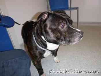 Dog found abandoned outside Lancashire church to be reunited with owner