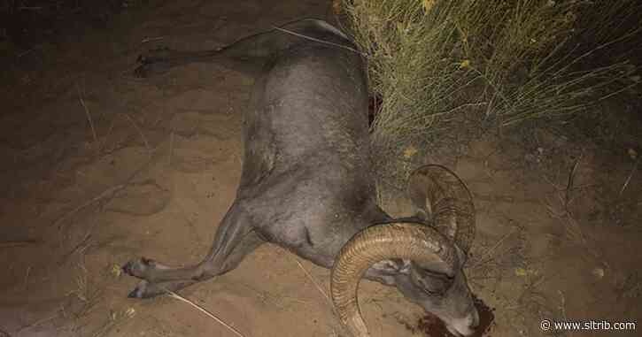 More animals are being killed illegally in Utah, DWR says