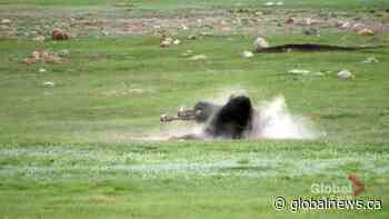 Regina photographer using animals to connect with Metis heritage
