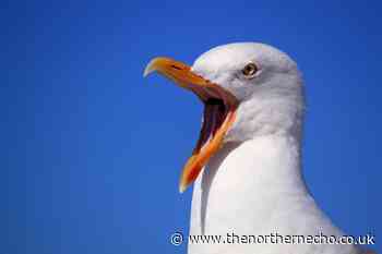 Mystery over drop in Scarborough seagull ‘muggings’