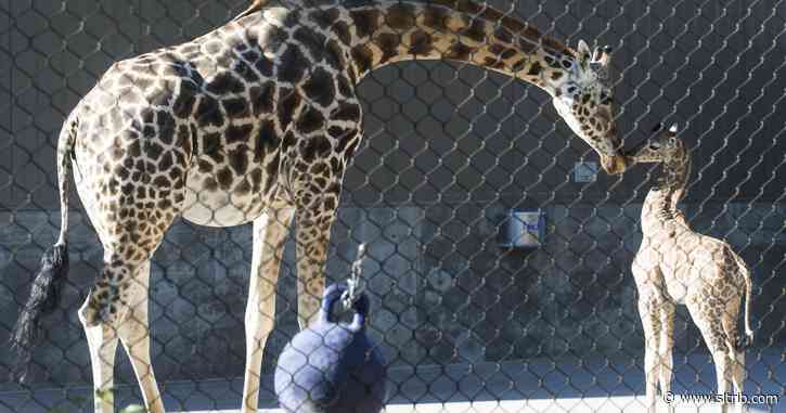 Hogle Zoo’s beloved giraffe Pogo dies unexpectedly