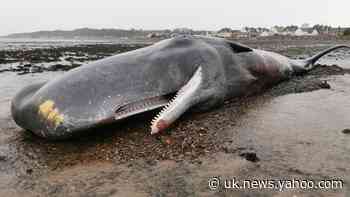 ‘Lost boy’ whale which stranded may have had brain problem, tests suggest