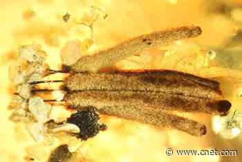 Scientists find astounding slime mold trapped in amber for 100 million years     - CNET