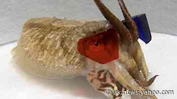 Cool as a cuttlefish: 3D glasses help reveal strike patterns