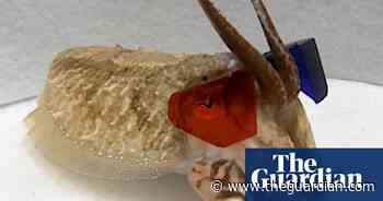 Cuttlefish given 3D glasses to determine how they judge distance – video