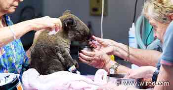 Wildfires Are Obliterating Australia's Iconic Ecosystems