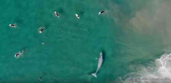 Another whale is caught on video hanging out next to surfers close to shore