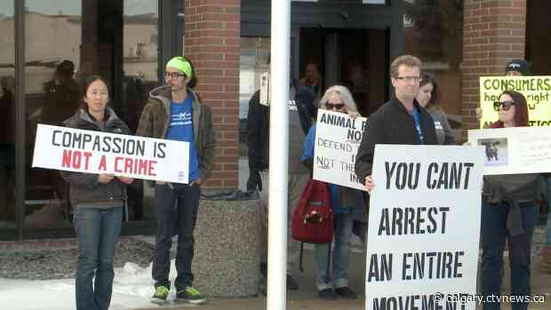 3 protesters charged after turkey farm demonstration make court appearances in Fort Macleod