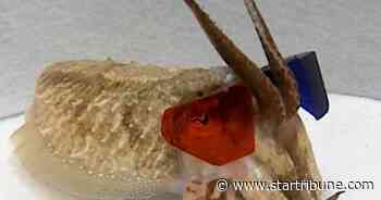 Training a cuttlefish to wear what? 3-D glasses offer University of Minnesota researchers a new view
