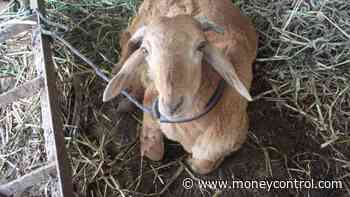 Osmanabad administration seeks GI tag for regionâ€™s #39;lifesaver#39; goats
