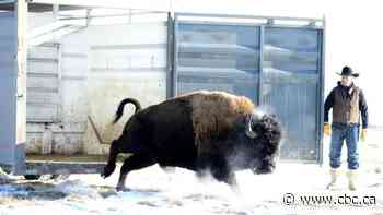 'A gift of life': Buffalo returning to traditional lands through First Nations sharing