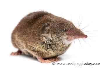 Rare Shrew-Borne Illness Tied to Fatal Encephalitis