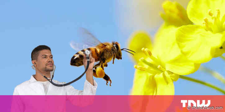Australian scientists need your help keeping track of exotic bees (please)