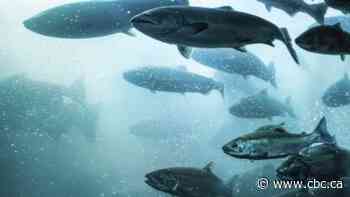 Norwegian salmon firms face $500M class action over price-fixing allegations