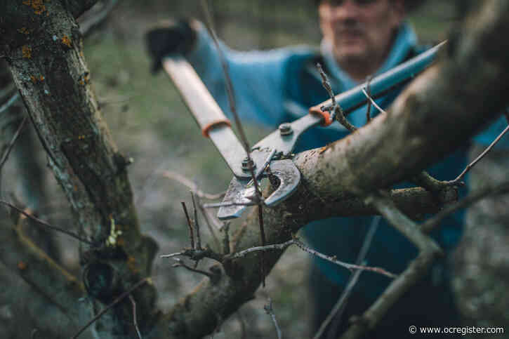 Here’s what you need to do in the garden in the next week