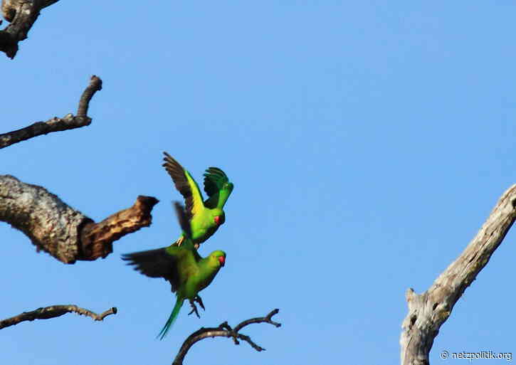 Environmental and Foreign Affairs in the Context of AI: Human Security Beyond Trump