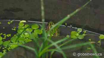 Edmonton Valley Zoo northern leopard frog recovery program