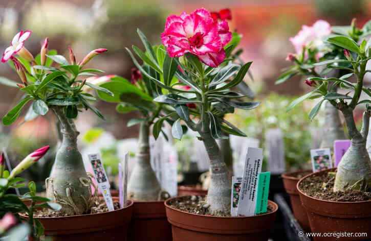 Master Gardener: Tips on plant care for desert rose and air plants