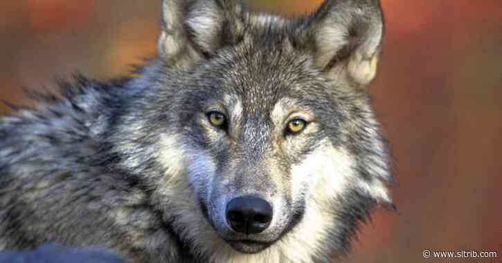 Wildlife officials find evidence of wolves in Colorado