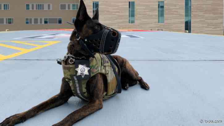 Banner-UMC security K9 gets bullet, stab protective vest