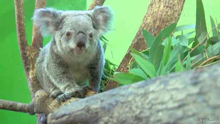 Carolina koalas could aid in species’ survival